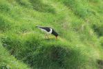PICTURES/Heimaey Island Critters/t_Eurasian Oystercatcher10.JPG